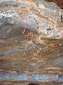 Argiope_ZZ307_D3505_Z_90_Karinji NP_Australie